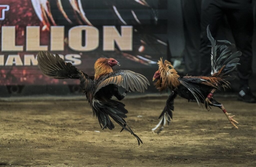What Makes the TP88 Online Cockfighting Game Worth Experiencing? 2 image 15