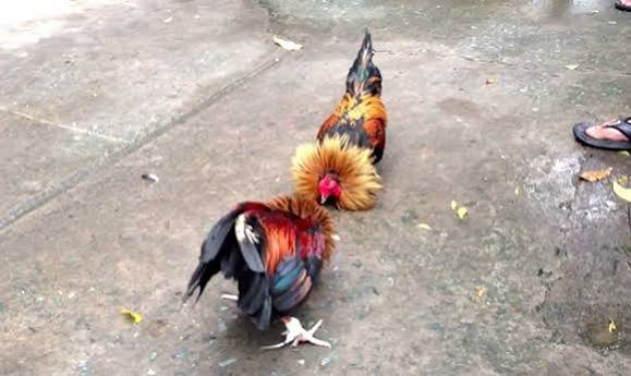 What Makes 88Go's Steel-Spur Cockfighting So Appealing to Viewers? 1 image 23