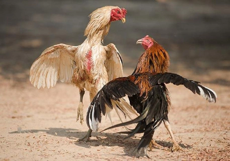 What Makes 88Go's Steel-Spur Cockfighting So Appealing to Viewers? 2 image 25